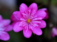 Strong pink semi double flowers